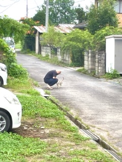 野良猫